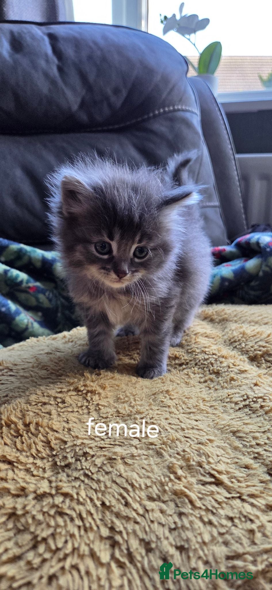 Mixed Breed cats Mixed bread kittens  - Advert 1