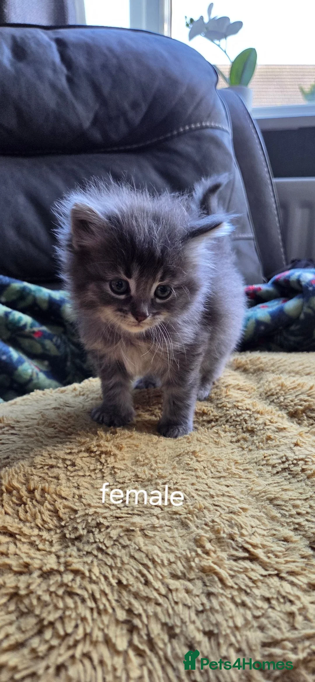 Mixed Breed cats for sale: Mixed bread kittens  - Advert 1