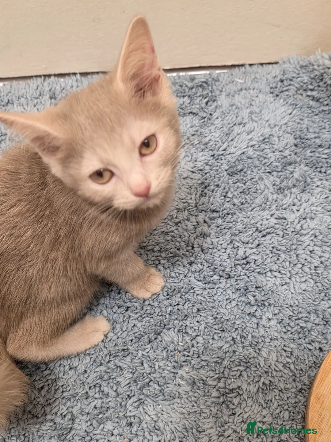 Mixed Breed cats for sale: Kittens looking for happy families  - Advert 12