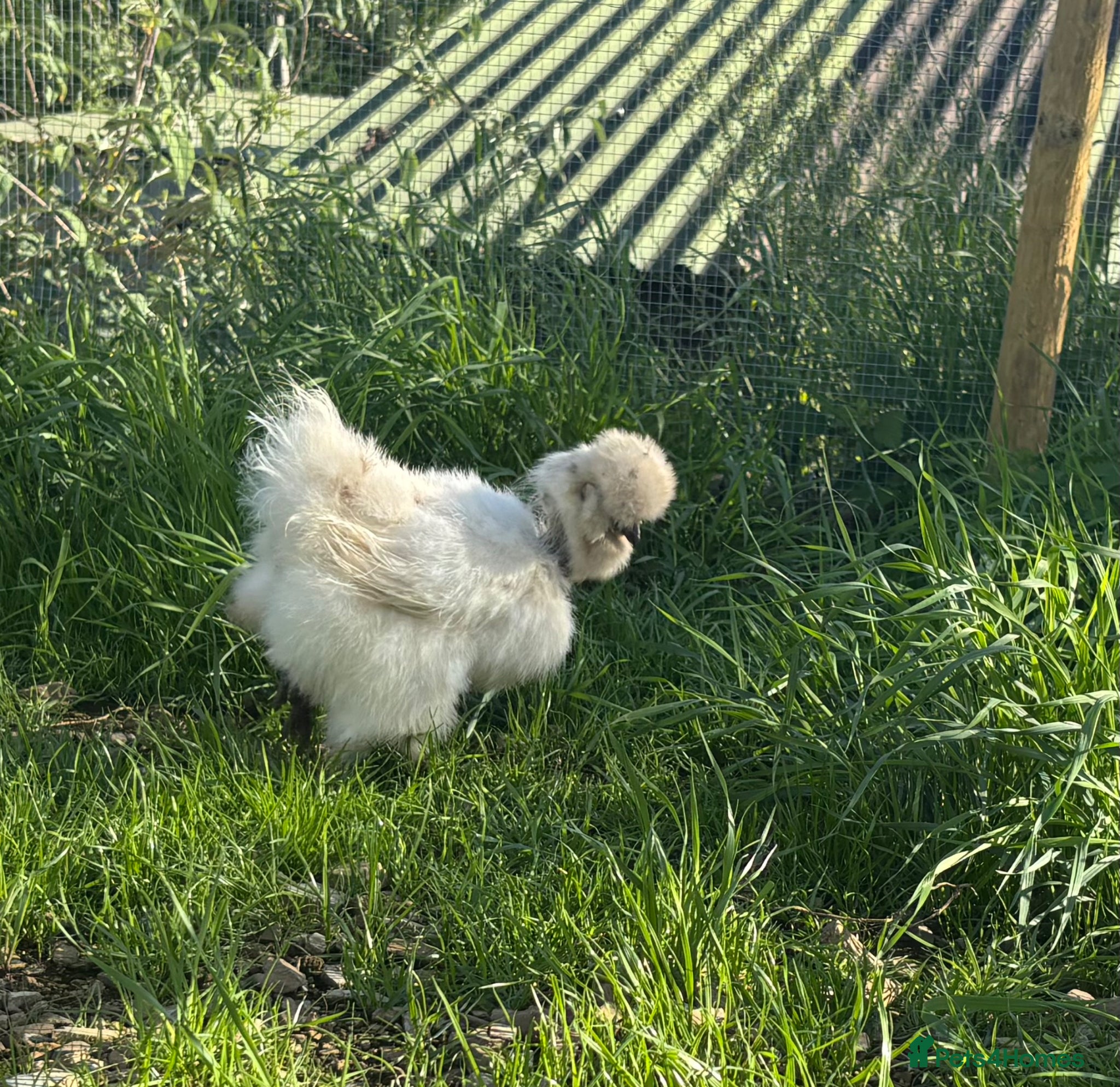Chickens poultry Silkie Hatching Eggs – Paint & Cuckoo-Type  - Advert 2