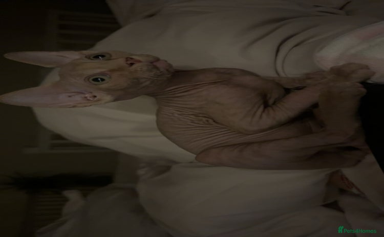 Sphynx cats - Advert 1