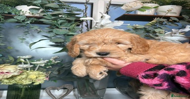 Mini Goldendoodle dogs - Advert 12