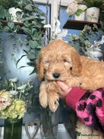 Mini Goldendoodle dogs - Advert 4