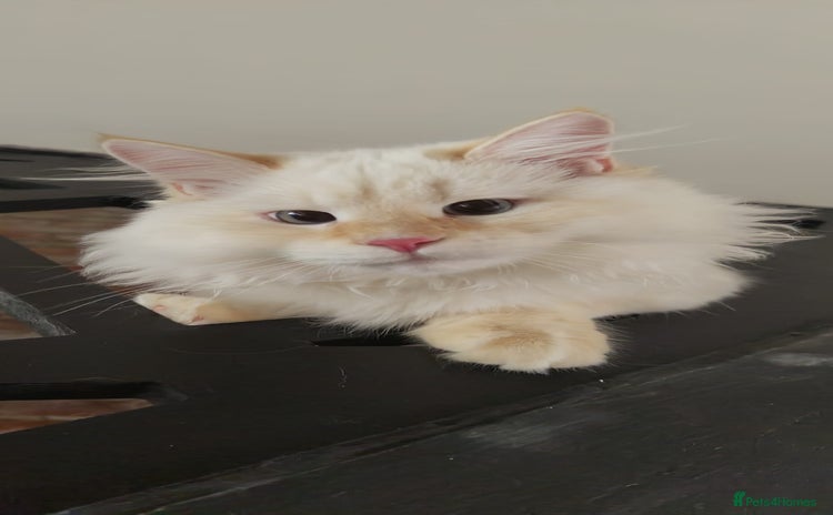 Siberian cats - Advert 2