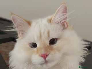 Siberian cats - Advert 2