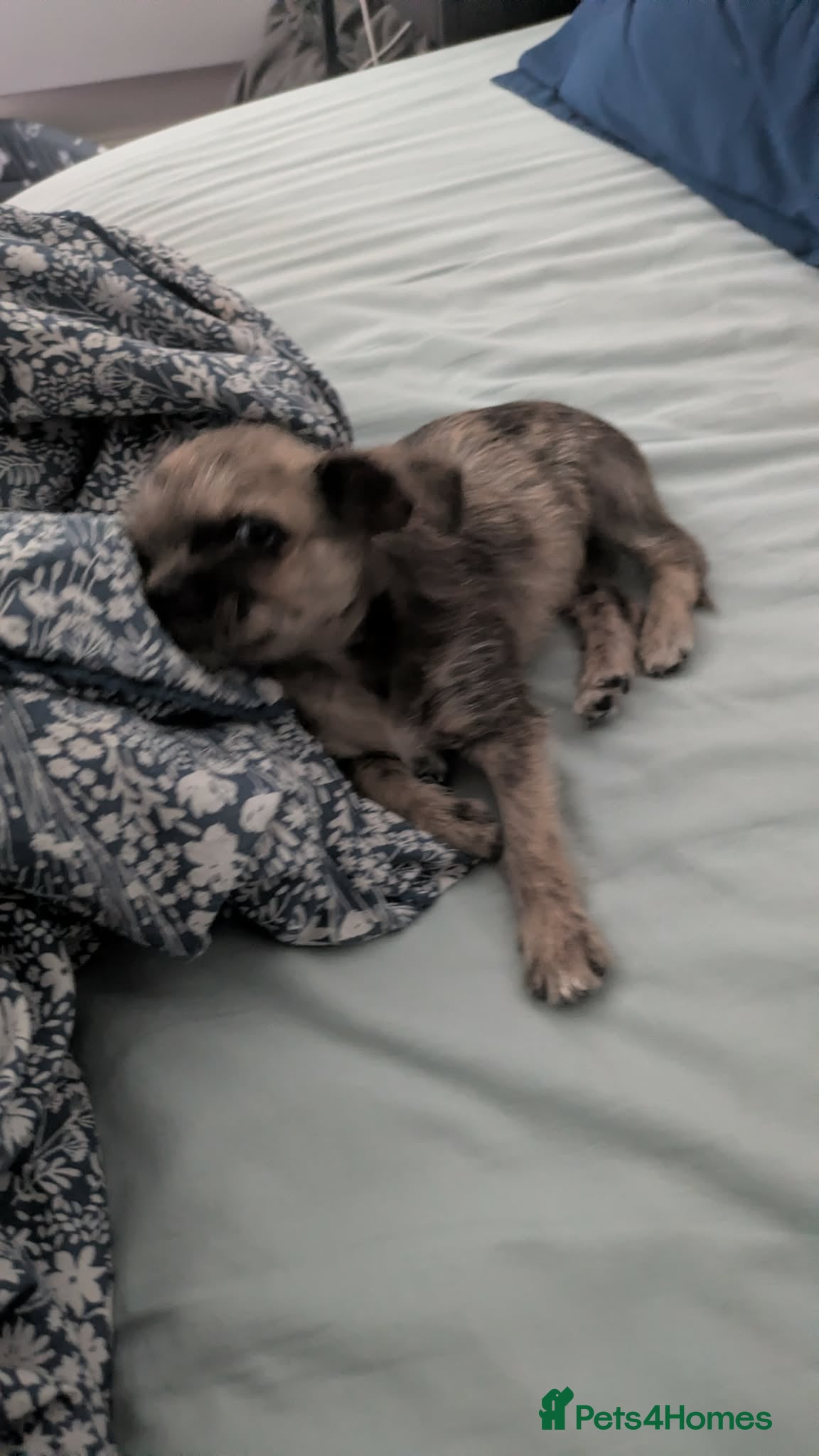 Shorkie dogs for sale: Puppy for sale - Advert 2