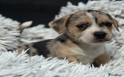 Mixed Breed dogs for sale: Stunning chunky Jack Russell x puppies, ready fri - Image 3