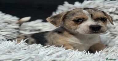 Mixed Breed dogs - Advert 15