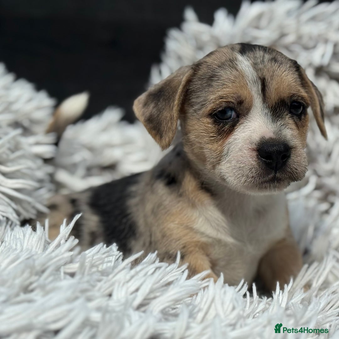 Mixed Breed dogs for sale: Stunning chunky Jack Russell x puppies, ready fri - Image 3
