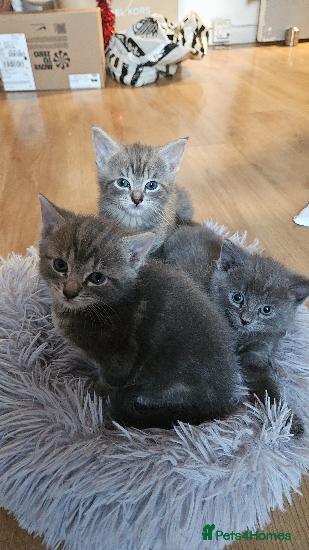 Mixed Breed cats for sale: Grey Kittens🐾🤍 - Advert 6
