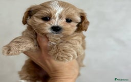 Maltipoo dogs for sale: Beautiful Best Friends Maltipoo toy puppies - Image 17