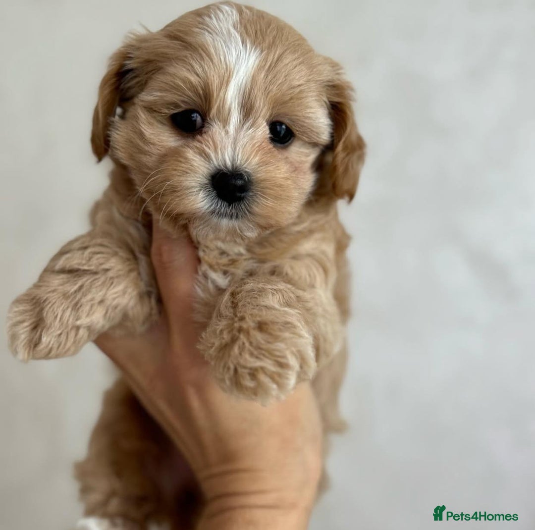 Maltipoo dogs for sale: Beautiful Best Friends Maltipoo toy puppies - Image 17