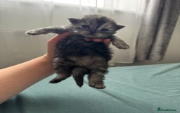 Persian cats for sale: Pure persian kittens - Advert 8