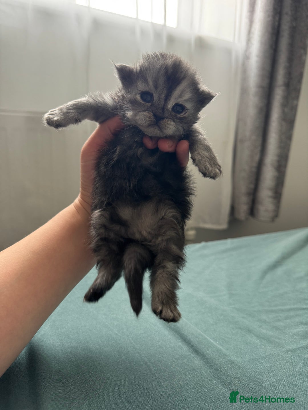 Persian cats for sale: Pure persian kittens - Advert 8