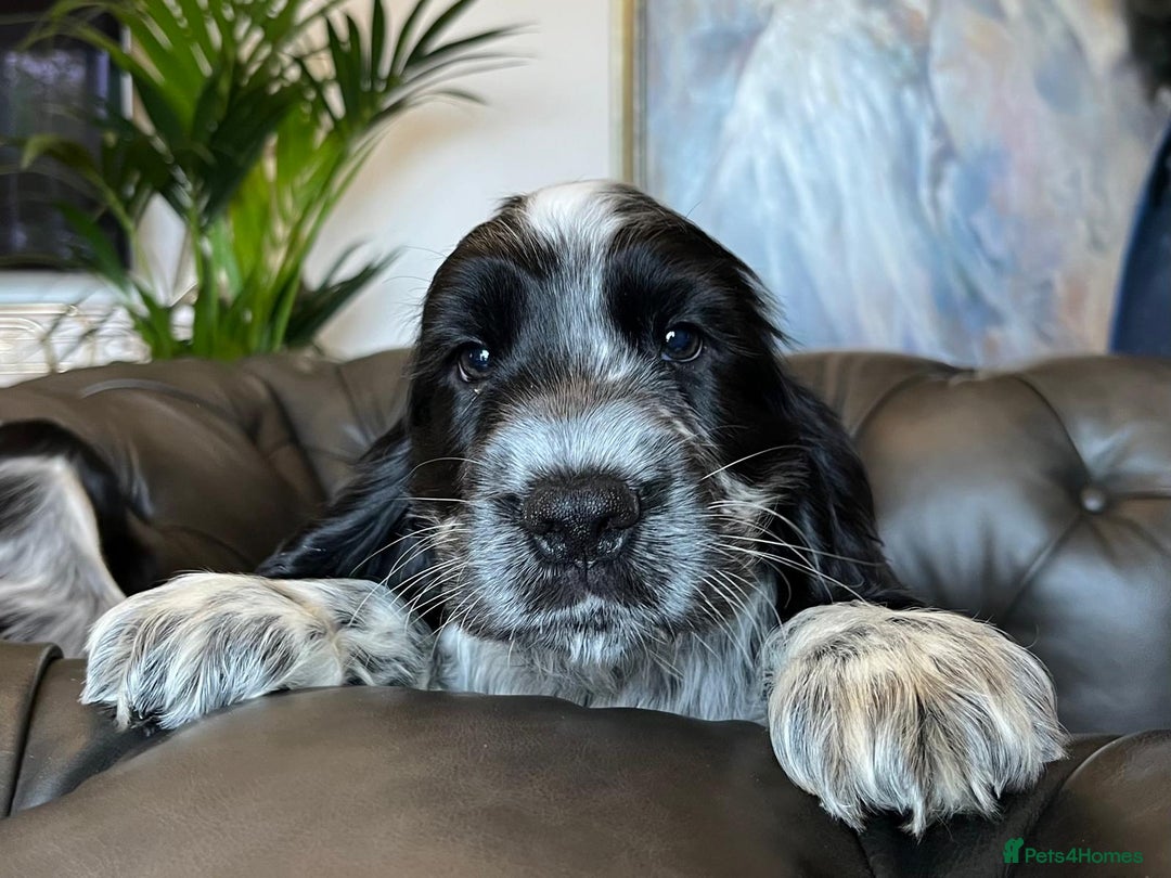 Cocker Spaniel dogs for sale: Cocker Spaniel puppies (IKC registered) - Image 5
