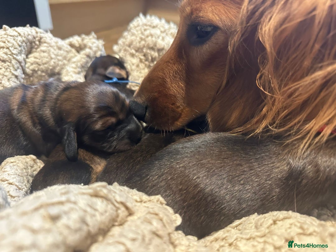 Dachshund dogs for sale: 5 beautiful long-haired Dachshunds pupps - Image 14