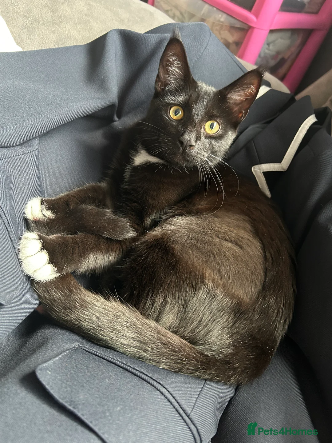 Maine Coon cats for sale: Kittens to be homed as a pair - Advert 1