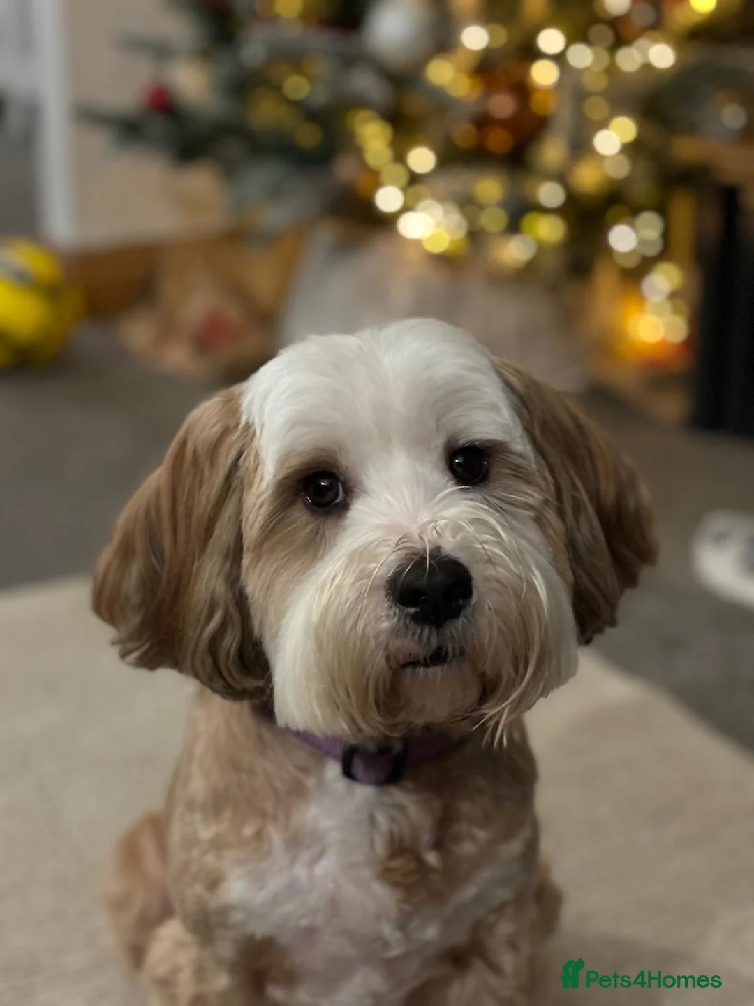 Tibetan Terrier dogs for sale: Kennel club registered Tibetan terrier puppies  - Advert 27