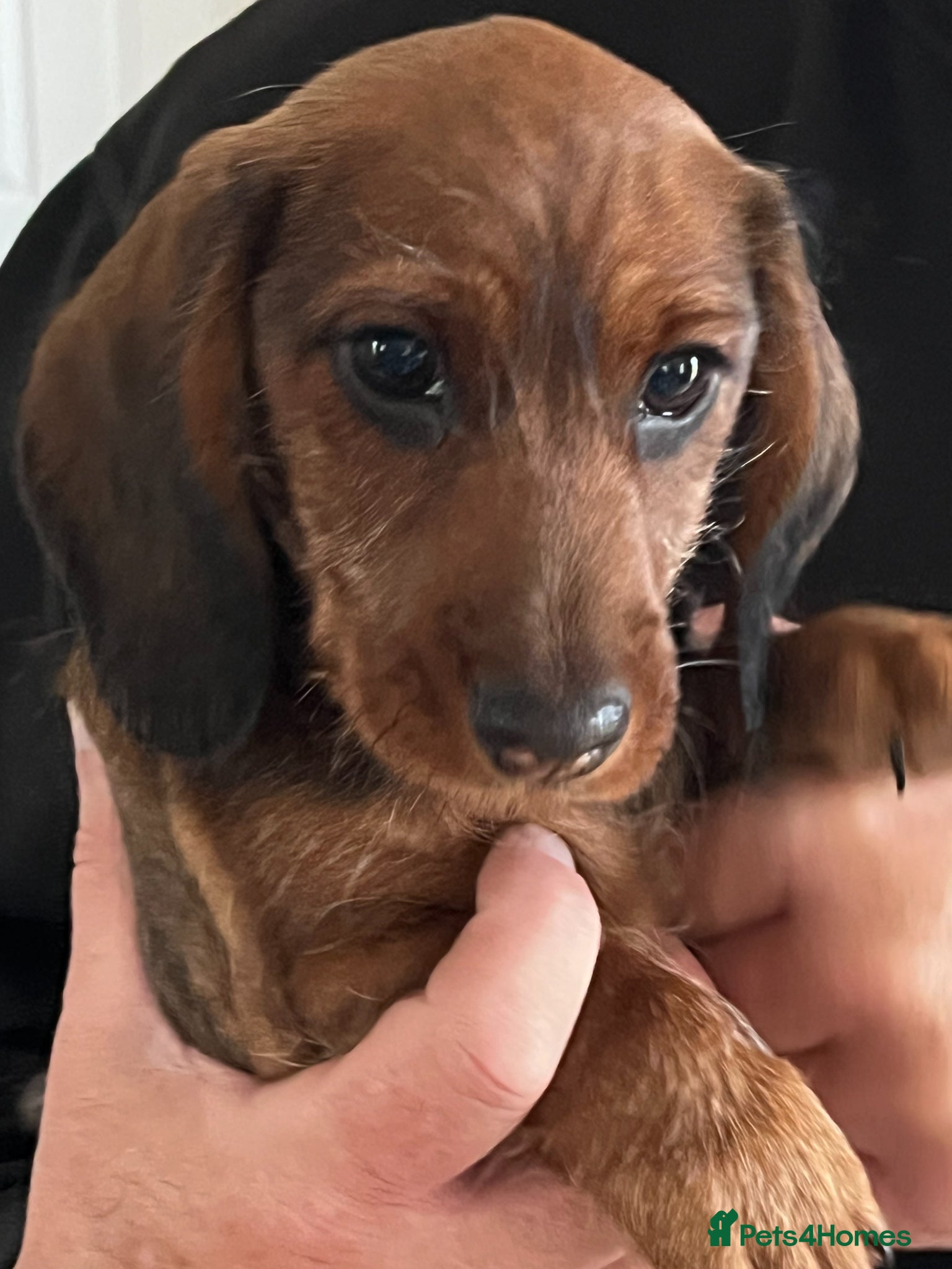 Miniature Dachshund dogs MINIATURE WIREHAIRED DACHSHUNDS - Advert 1