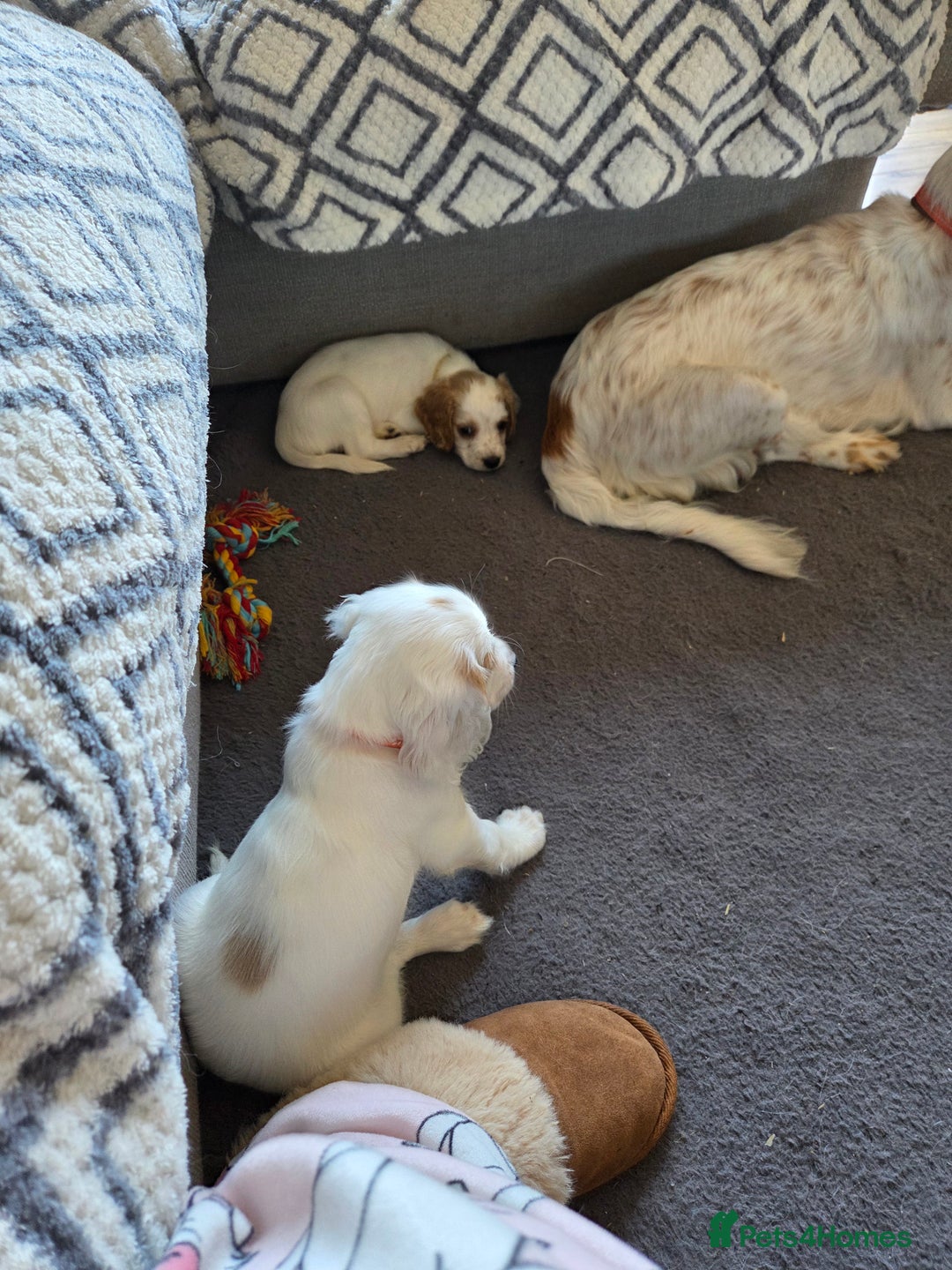 Cocker Spaniel dogs for sale: Cocker spaniels - Image 13