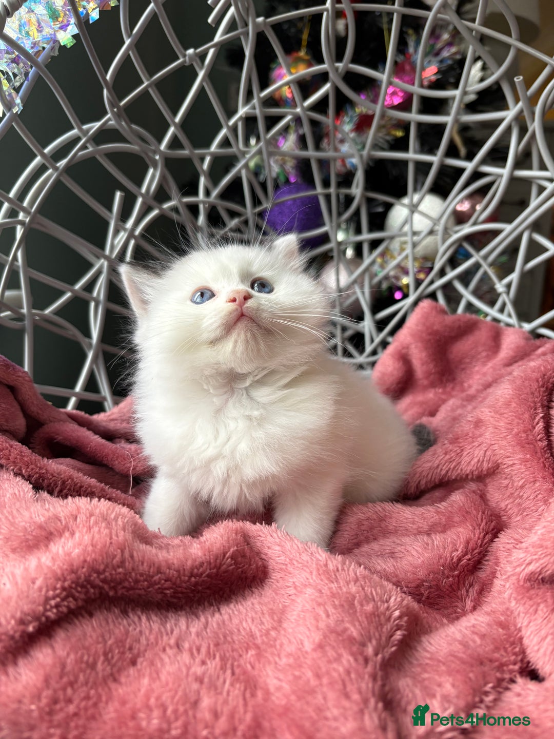Ragdoll cats for sale: TICA Pedigree Bicolour Ragdoll kittens - Advert 11
