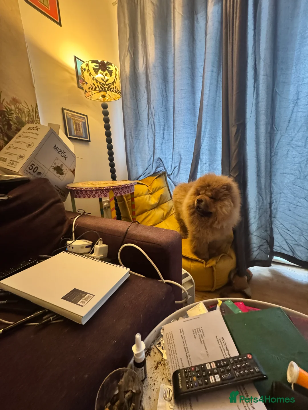 Chow Chow dogs for sale: KC Reg Red Chow Chow Boy in High Wycombe - Advert 2