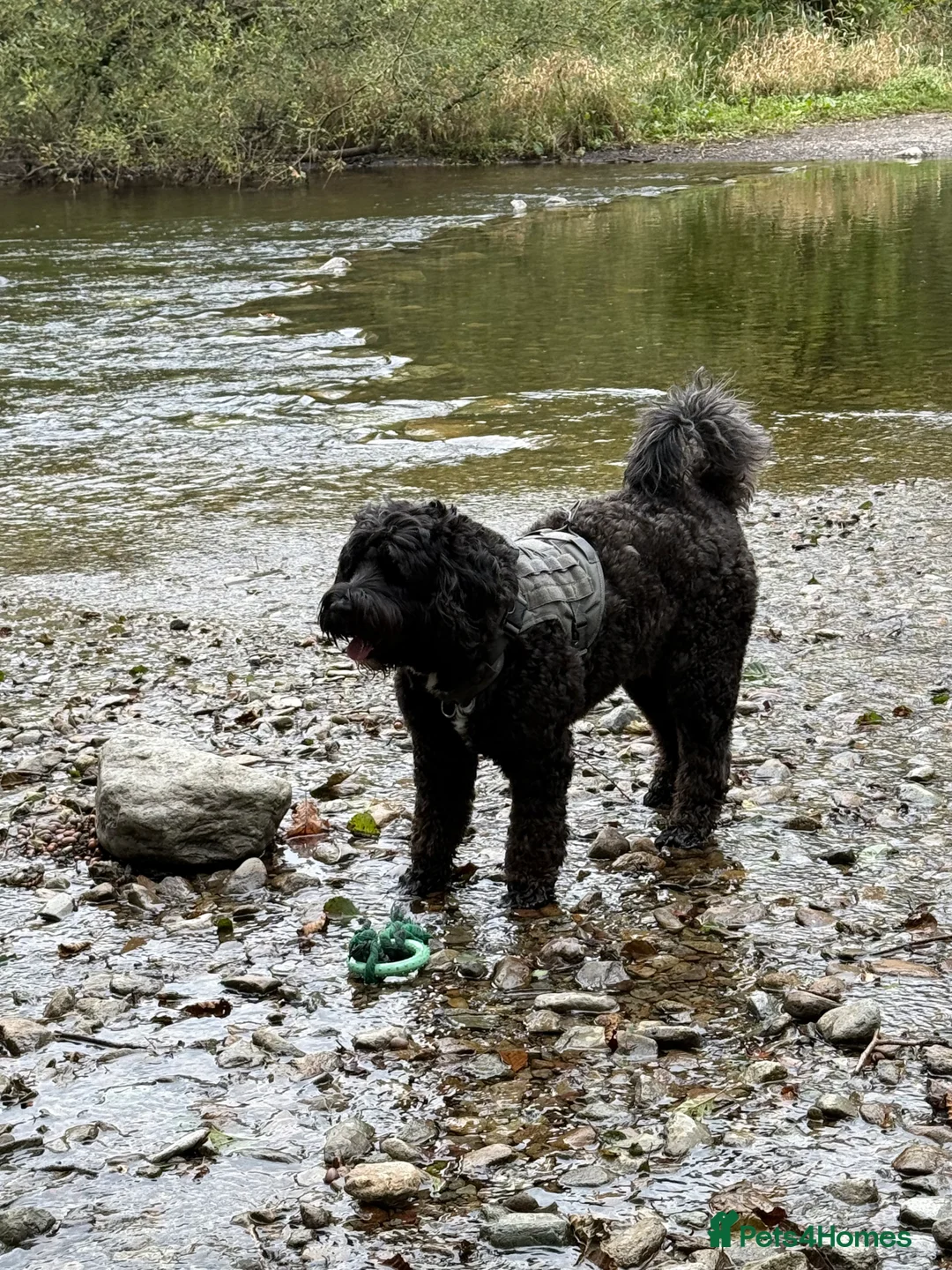 Portuguese Water Dog dogs for stud: Stud muffin lookin for lovin in Cambridge - Advert 5