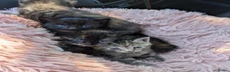Mixed Breed cats for sale: *3 left* 4 STUNNING kittens for sale - Advert 13