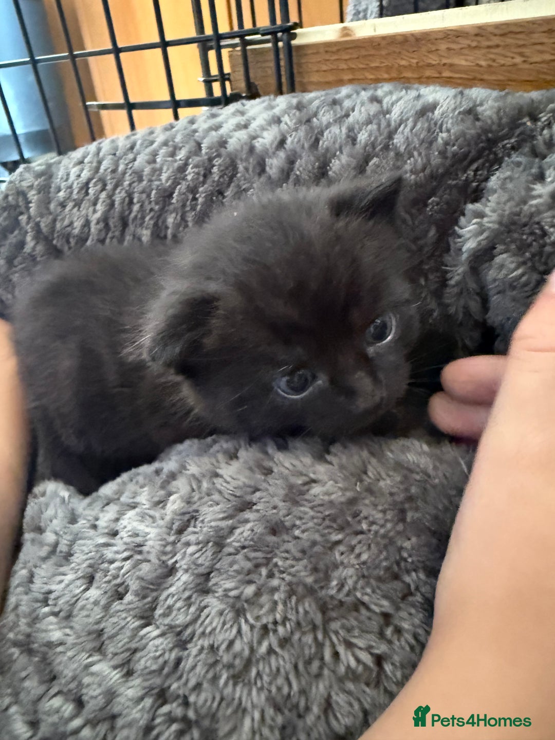Mixed Breed cats for sale: 2 Beautiful Black/Brown Tabby Kittens - Image 22