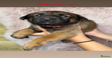 German Shepherd dogs - Advert 11
