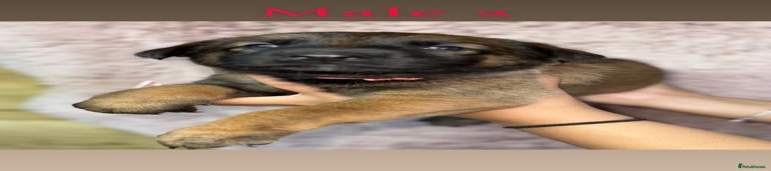 German Shepherd Puppy 4