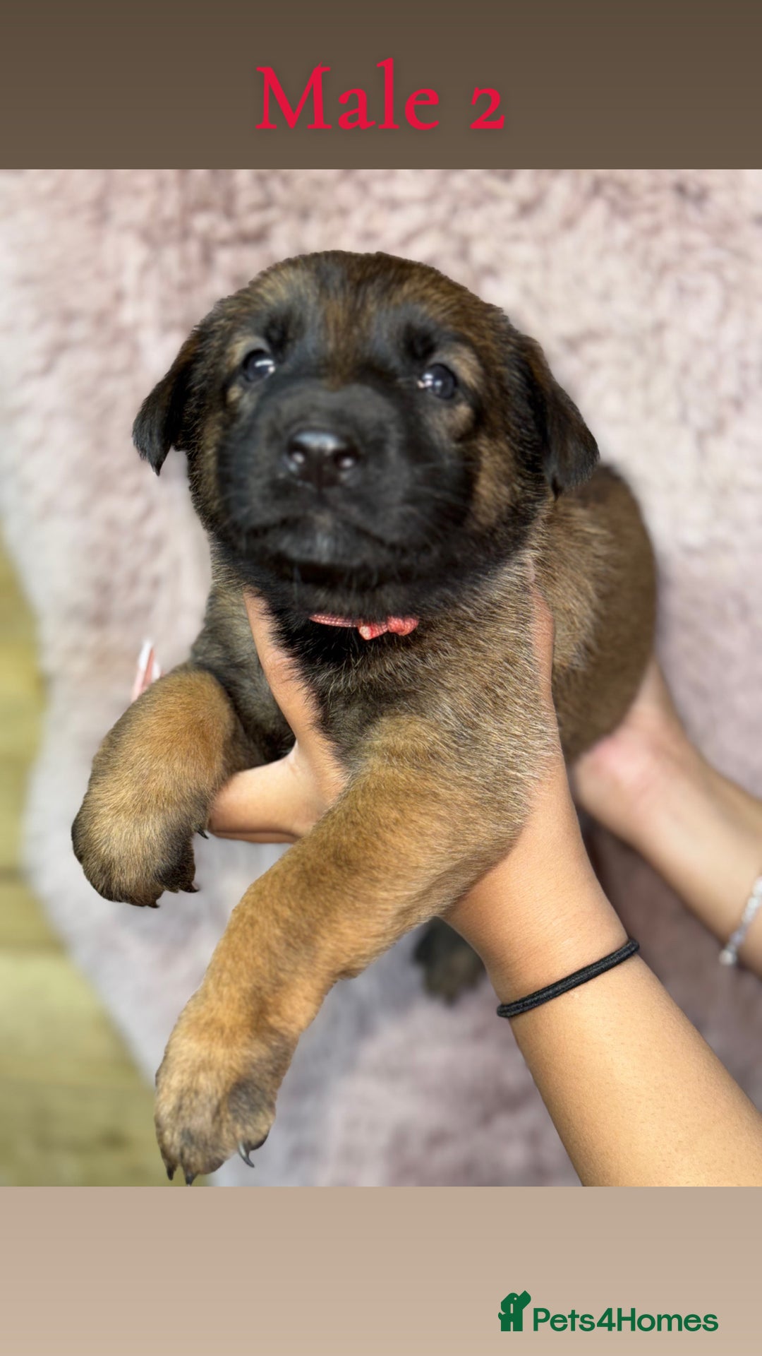 German Shepherd dogs for sale: 5 beautiful sable German shepherd  - Image 2