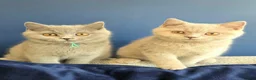 British Shorthair cats for sale: British Shorthair Kittens Teddy Bear chunky Teddys - Advert 14