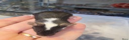 Mouse rodents for sale: Mice, males and females  - Advert 9