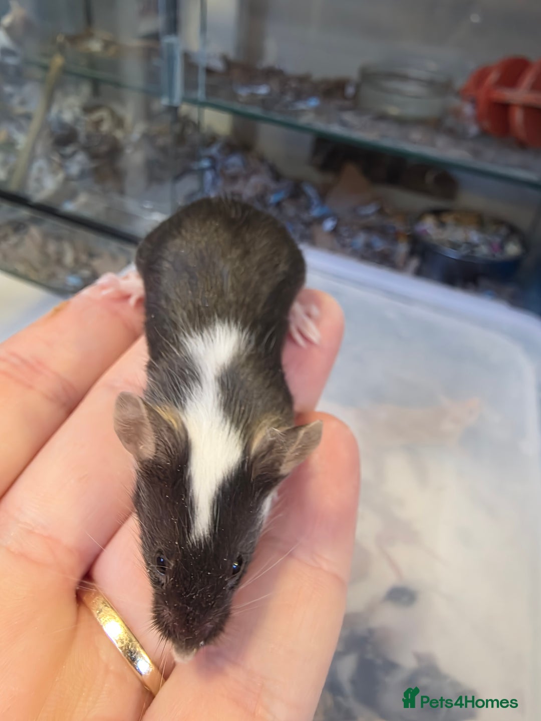 Mouse rodents for sale: Mice, males and females  - Advert 9