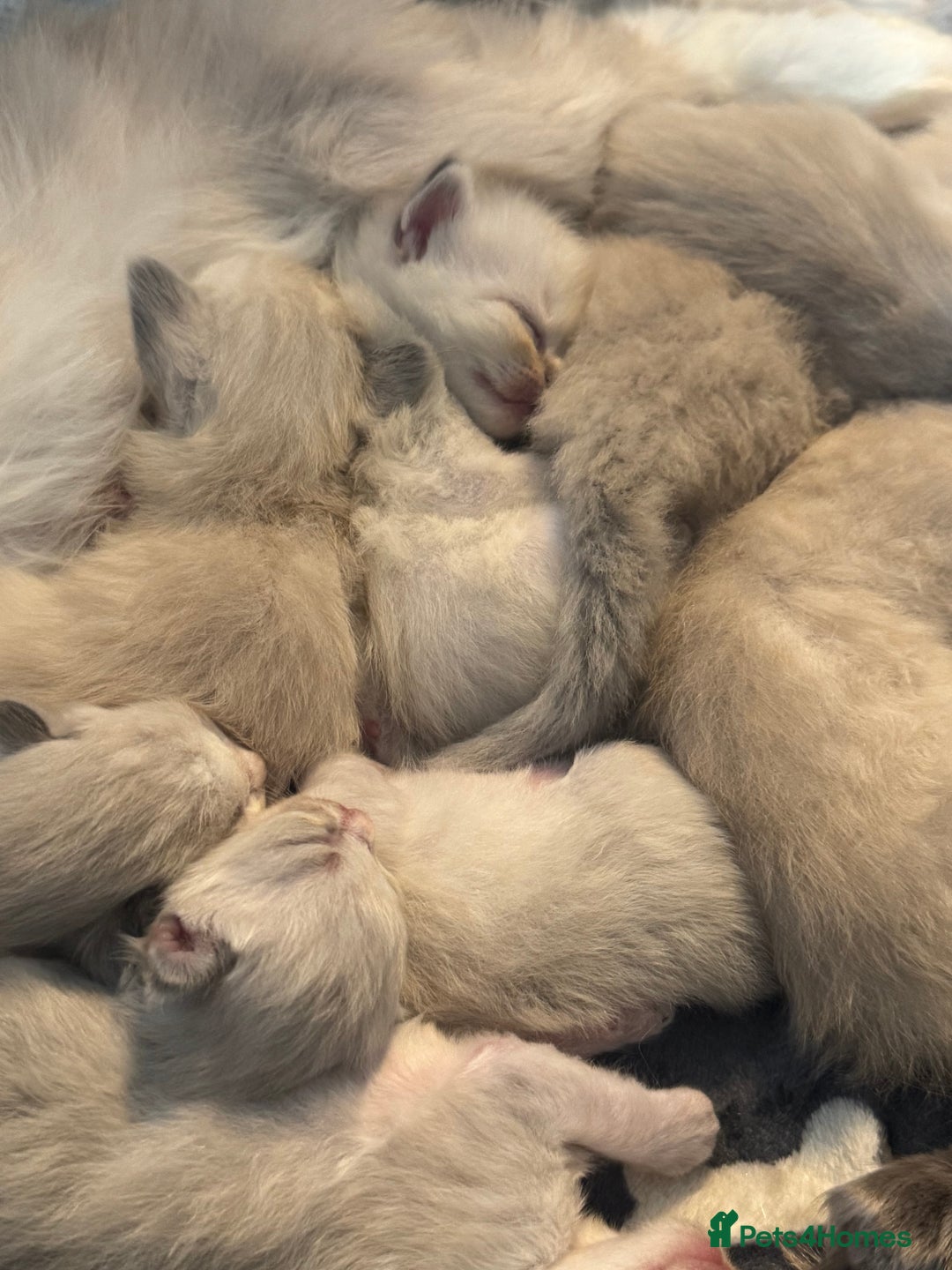 Ragdoll cats for sale: BEAUTIFUL RAGDOLL KITTENS - Image 12