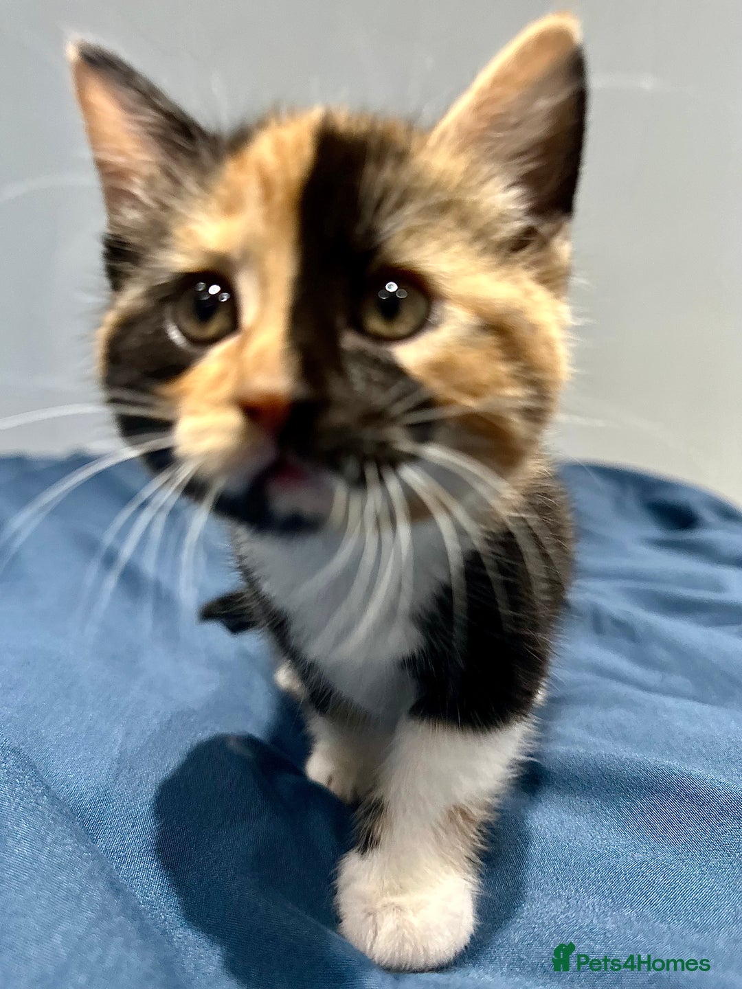 Mixed Breed cats for sale: 4 fluffy girls - Image 14