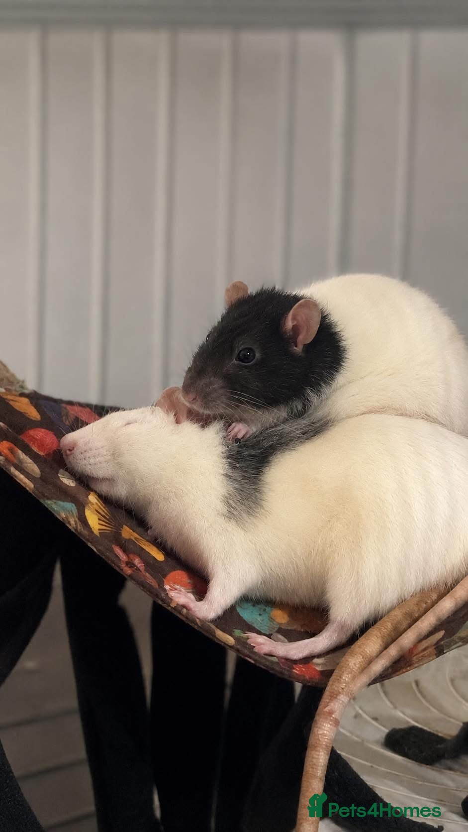 Rat rodents Cookie and Muffin for sale ✨ - Advert 1