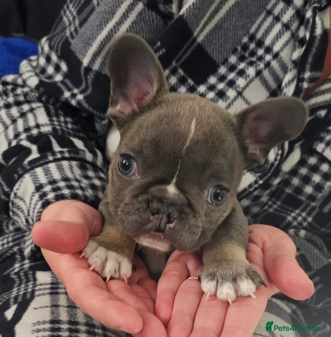 French Bulldog dogs for sale: French bulldog puppies  in Ipswich - Advert 2