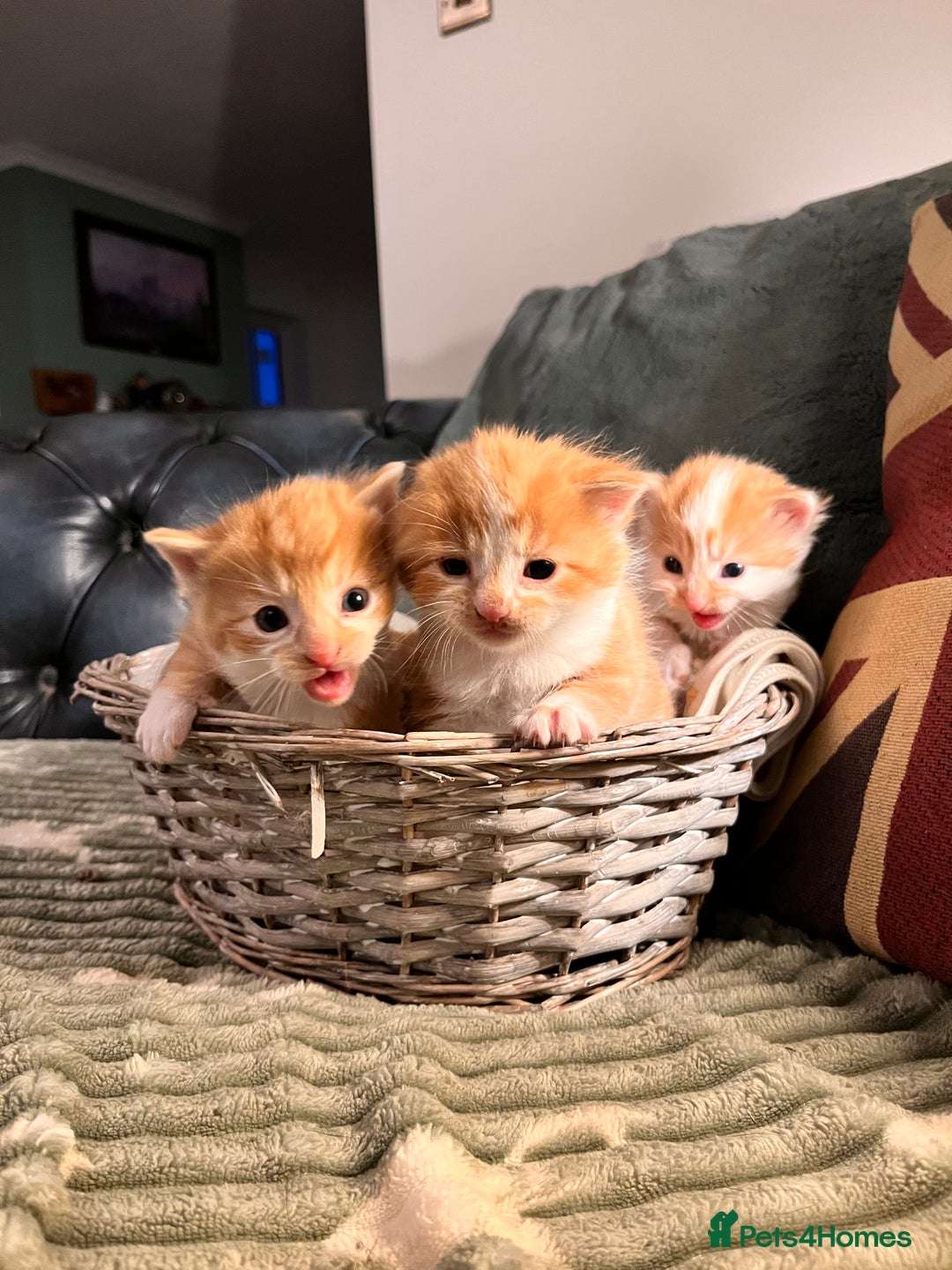 Mixed Breed cats for sale: Stunning friendly ginger kittens - Image 7