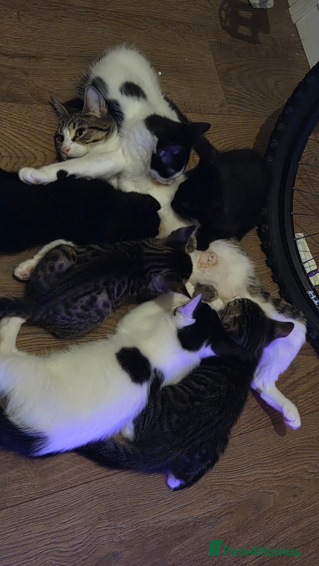 European cats for sale: 6 Kittens ready to find their new homes!! - Image 2