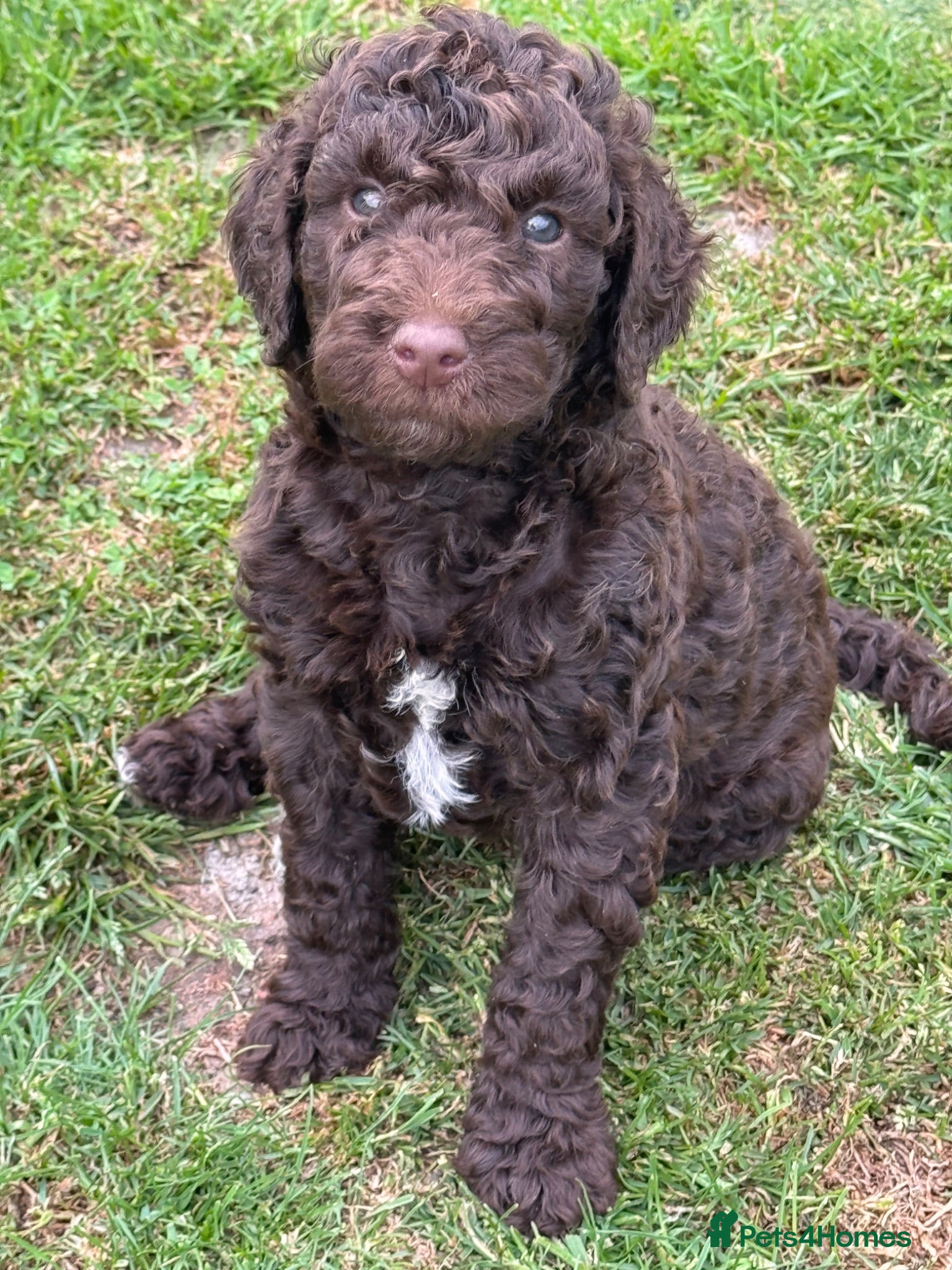 Labradoodle dogs LABRADOODLE & POODLE  - Advert 3
