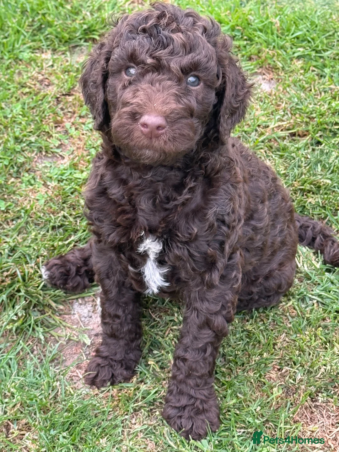 Labradoodle dogs for sale: LABRADOODLE & POODLE Ready Now - Advert 1