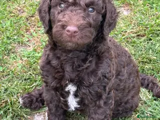 Labradoodle dogs LABRADOODLE & POODLE - Advert 18