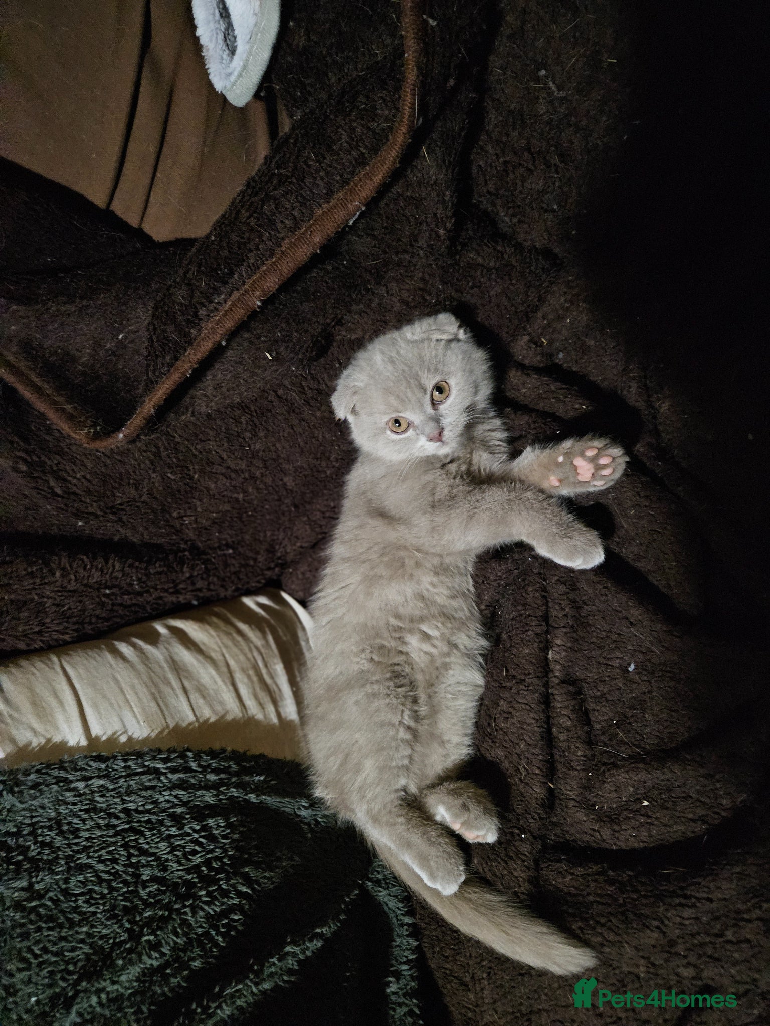 Scottish Fold cats Scottish fold lilac kitten  - Advert 9