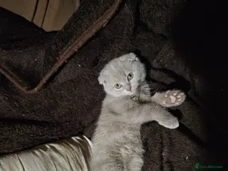 Scottish Fold cats Scottish fold lilac kitten - Advert 9