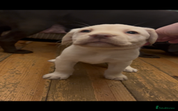 Labrador Retriever dogs for sale: Fully vaccinated chunky pedigree pups  - Advert 15