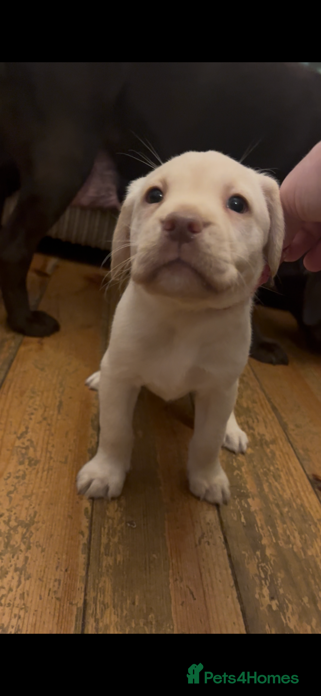 Labrador Retriever dogs for sale: Fully vaccinated chunky pedigree pups  - Advert 15