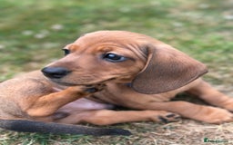 Dachshund dogs for sale: LAST Red Dapple Miniature Dachshund - Image 16