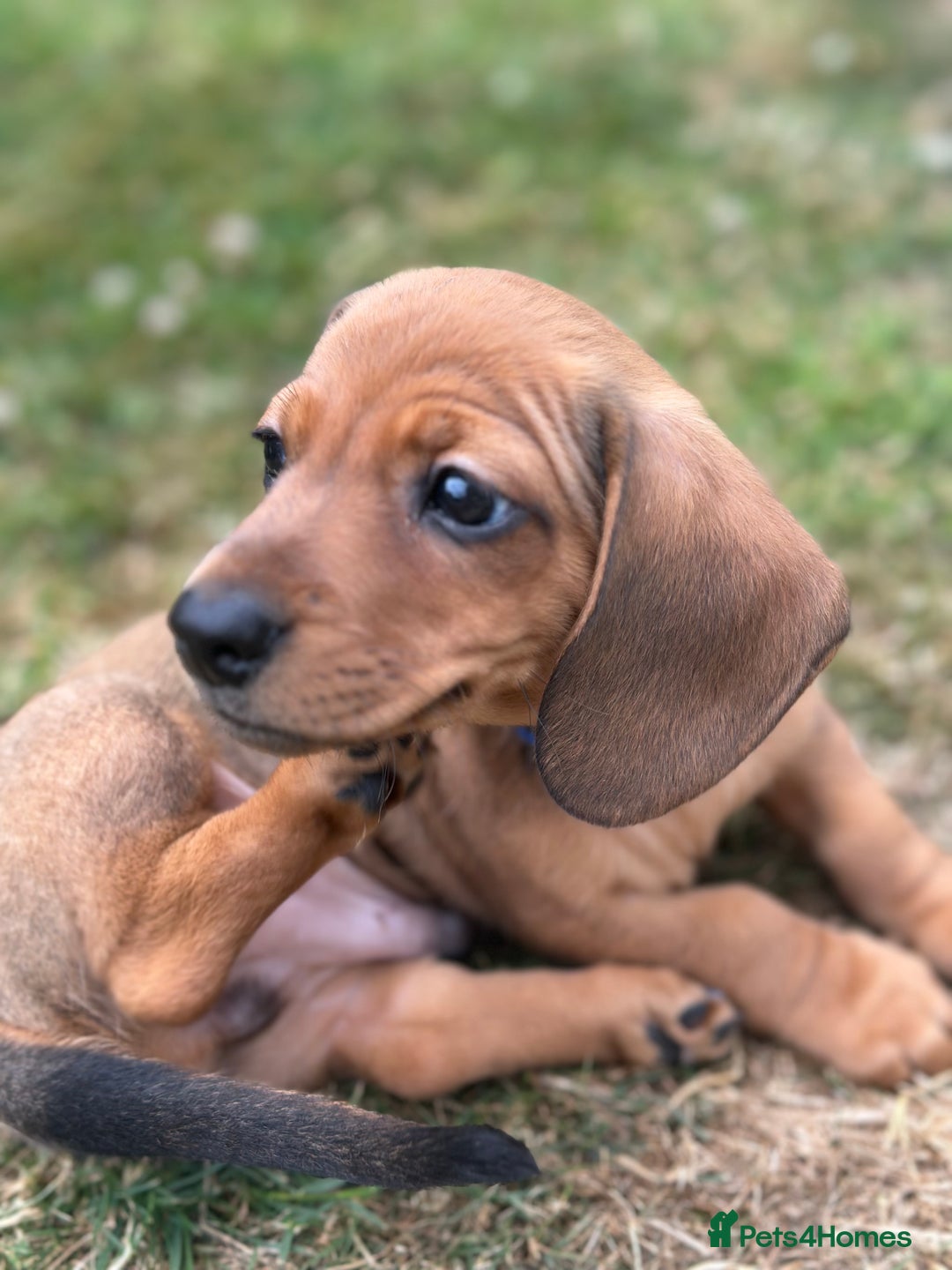 Dachshund dogs for sale: LAST Red Dapple Miniature Dachshund - Image 16